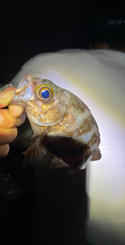 メバルの釣果