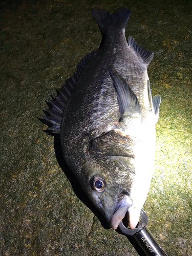 クロダイの釣果