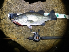 ブラックバスの釣果