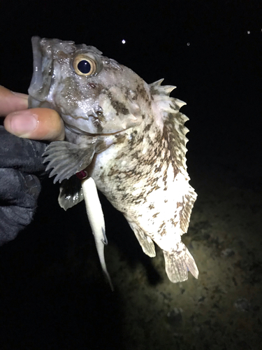 ムラソイの釣果