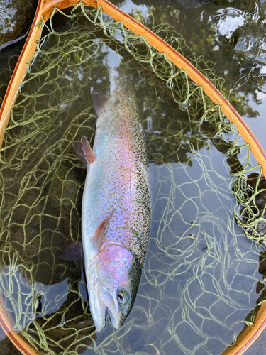 ニジマスの釣果