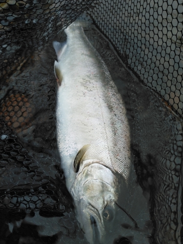 サツキマスの釣果