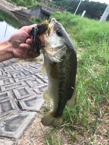 ブラックバスの釣果