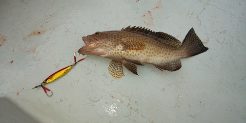 オオモンハタの釣果