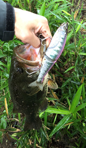 ブラックバスの釣果