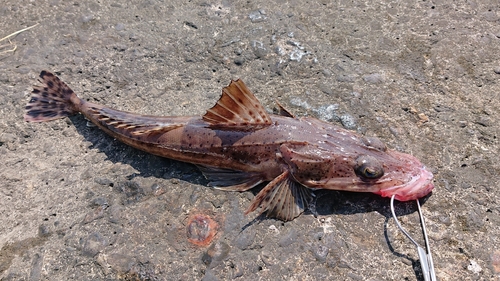 イネゴチの釣果