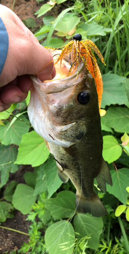 ブラックバスの釣果