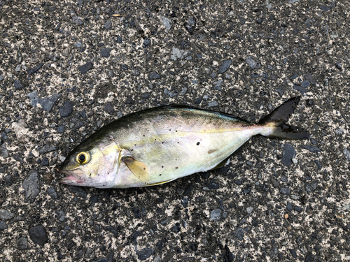 ショゴの釣果