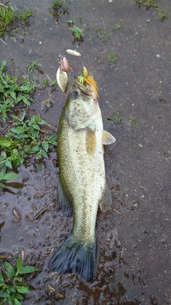 ブラックバスの釣果