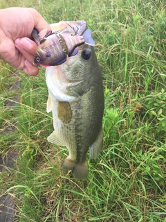 ラージマウスバスの釣果