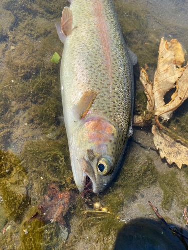 ニジマスの釣果