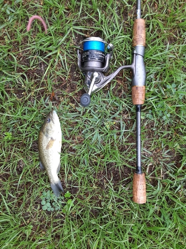 ブラックバスの釣果