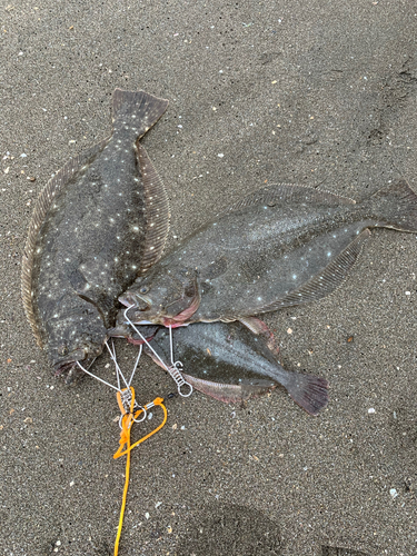 ヒラメの釣果