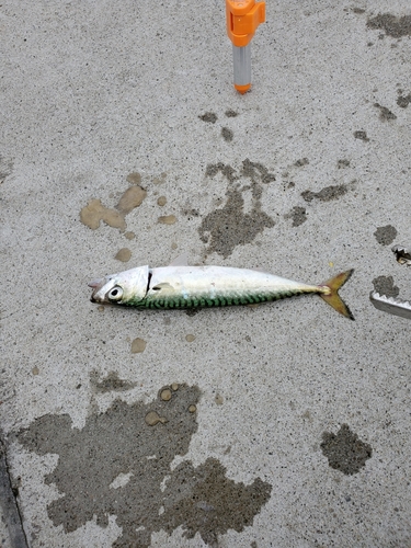 サバの釣果