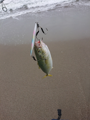 ワカシの釣果