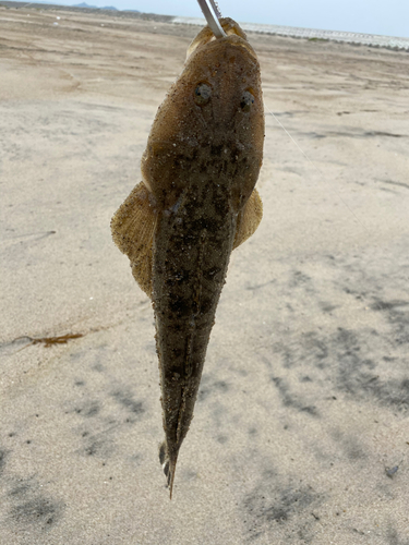 マゴチの釣果