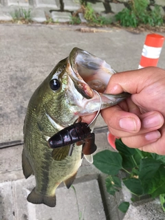 ラージマウスバスの釣果