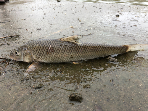 ニゴイの釣果