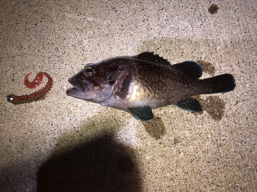 マゾイの釣果