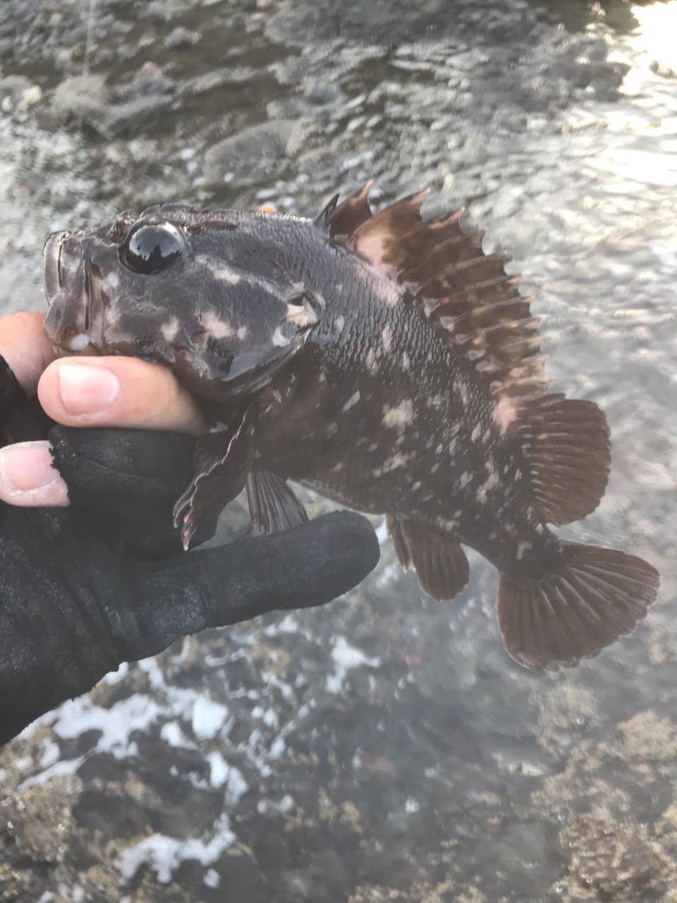 オウゴンムラソイ