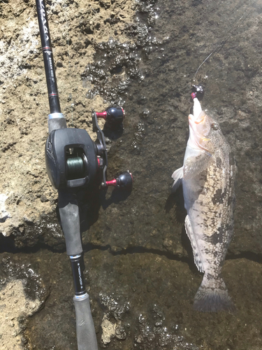 アイナメの釣果