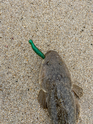 マゴチの釣果