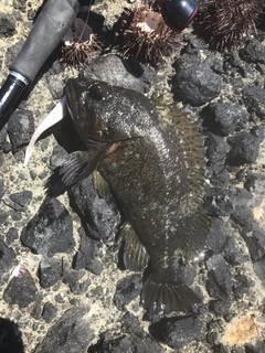 オウゴンムラソイの釣果