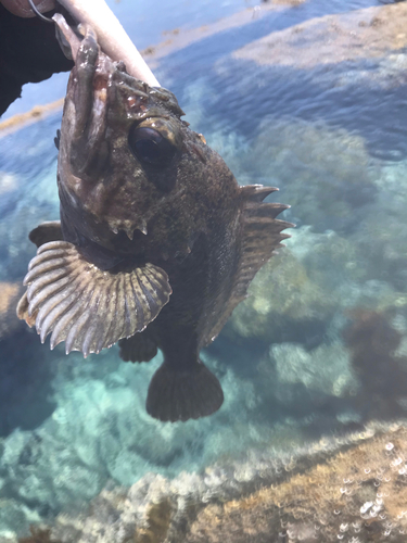 オウゴンムラソイの釣果