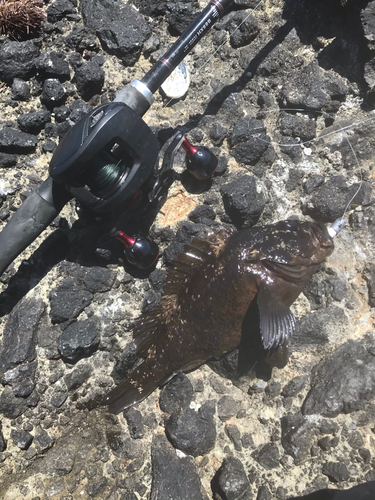 オウゴンムラソイの釣果