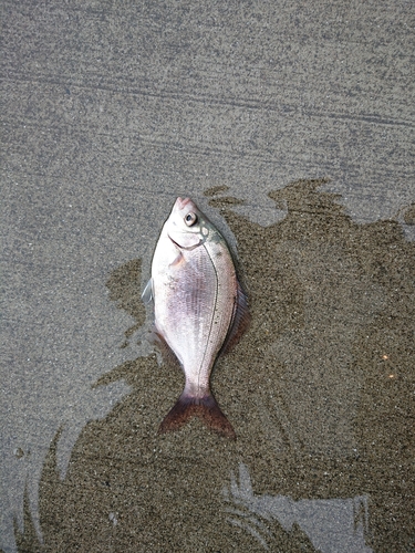 ウミタナゴの釣果