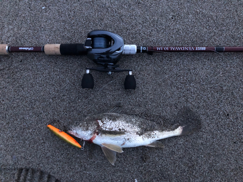 イシモチの釣果