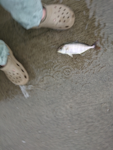 ショゴの釣果