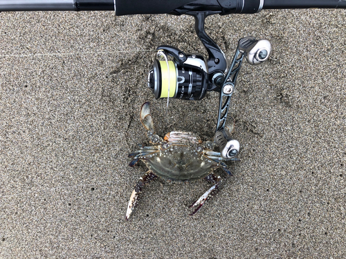 ワタリガニの釣果