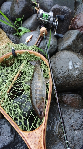 イワナの釣果