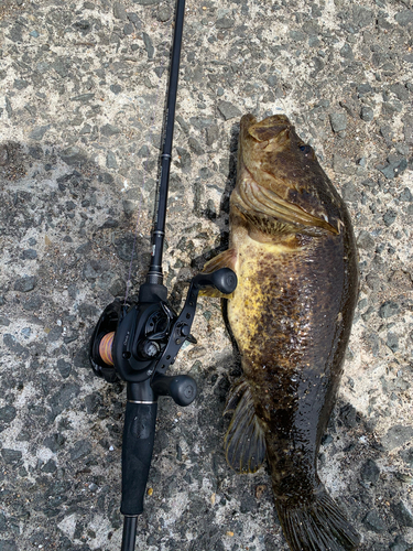 ベッコウゾイの釣果