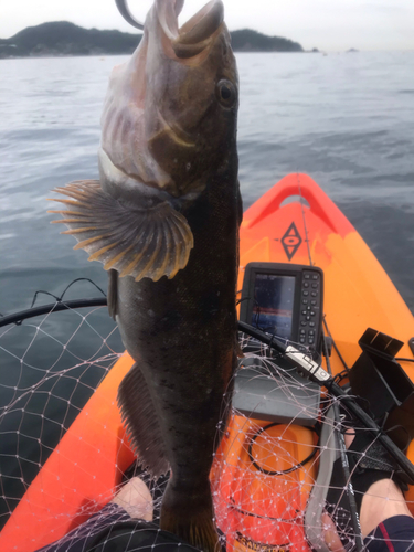 アイナメの釣果