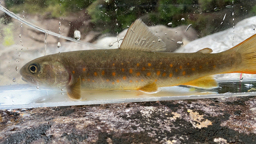 ヤマトイワナの釣果