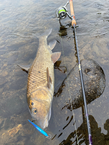 ニゴイの釣果