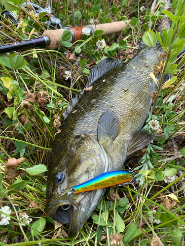 スモールマウスバスの釣果