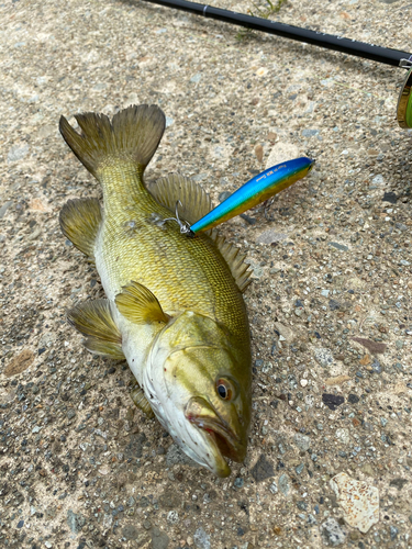 スモールマウスバスの釣果