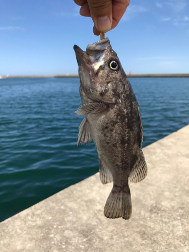 ソイの釣果