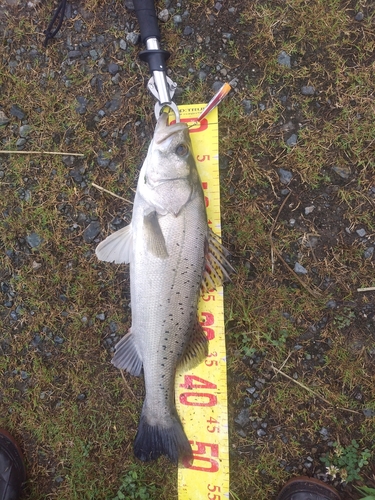 シーバスの釣果