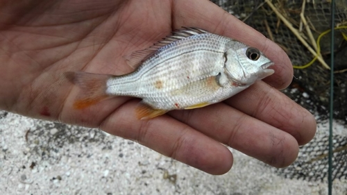 キビレの釣果