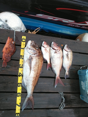 タイの釣果