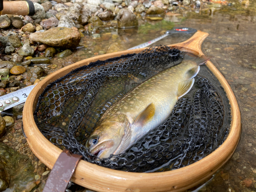 イワナの釣果