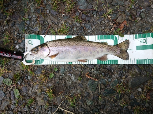 ニジマスの釣果