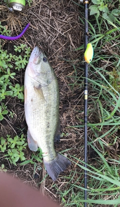 ブラックバスの釣果