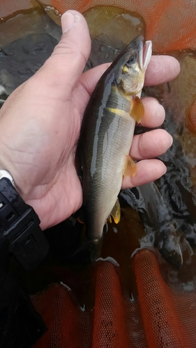 アユの釣果