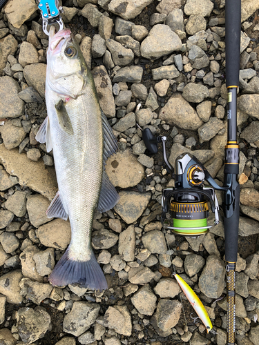 スズキの釣果