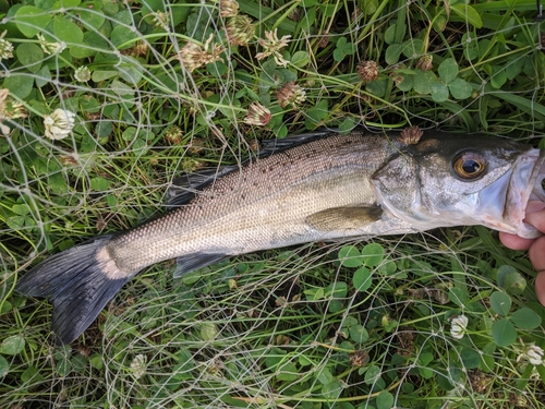 セイゴ（マルスズキ）の釣果